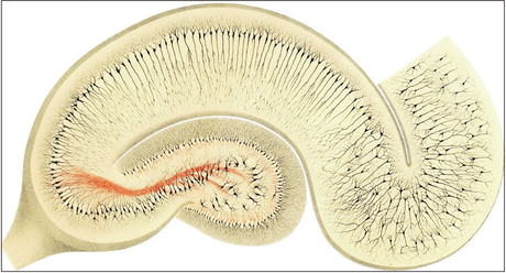 Figure montrant l'image microscopique d'un hippocampe coloré avec la technique de réaction noire ou de coloration de Golgi. Plaque histologique préparée par Golgi lui-même.