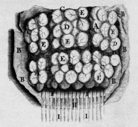 Célébrons les cérébraux