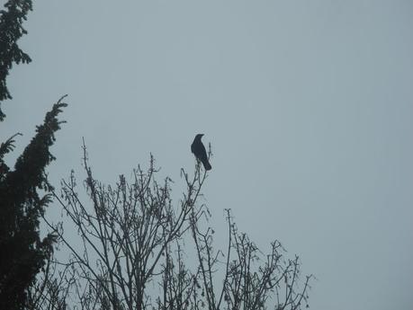Oiseaux sentinelles (dans Oiseaux sentinelles (dans