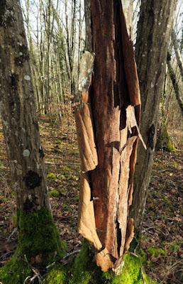 Striptease de charme