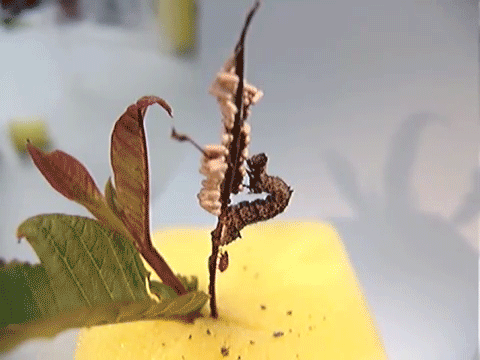 Zombies dans la vraie vie : des condamnés à morts - vivants Zombies dans la vraie vie : des condamnés à morts - vivants