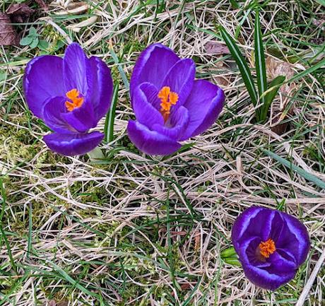 Blütezeit in Mittenwald — 14 Bilder/14 photos — Floraisons à Mittenwald — 18.03.2023