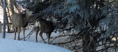 Notre faune et ses fléaux