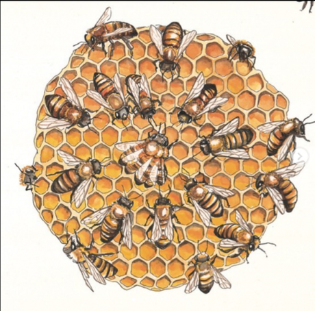 Au début vole une abeille, A.Gallagher, J.Webber & E.Kecir Lepetit