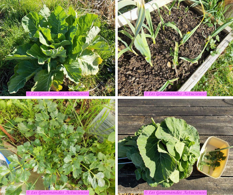 Poêlée de chou épicé (Vegan)