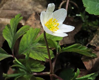 Anémone des bois (Anemone nemorosa)