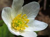 Anémone bois (Anemone nemorosa)