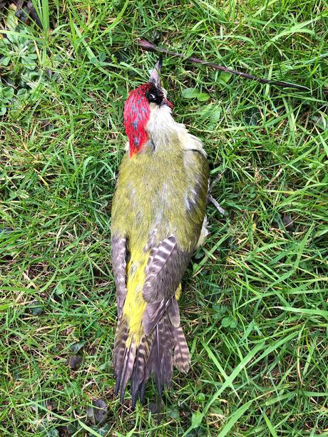 oiseaux dans l'anthologie