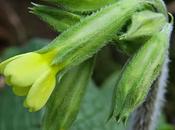 Primevère élevée (Primula elatior)