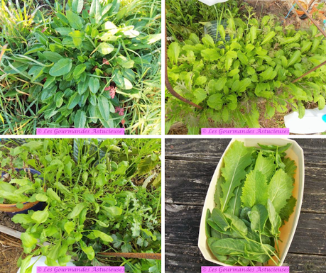 Oseille farcie sur jus vert qui a du pep's (Vegan)