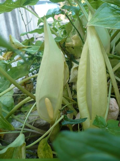 jardin,jardinage,fleurs,plantes,fraises,jardiner,printemps