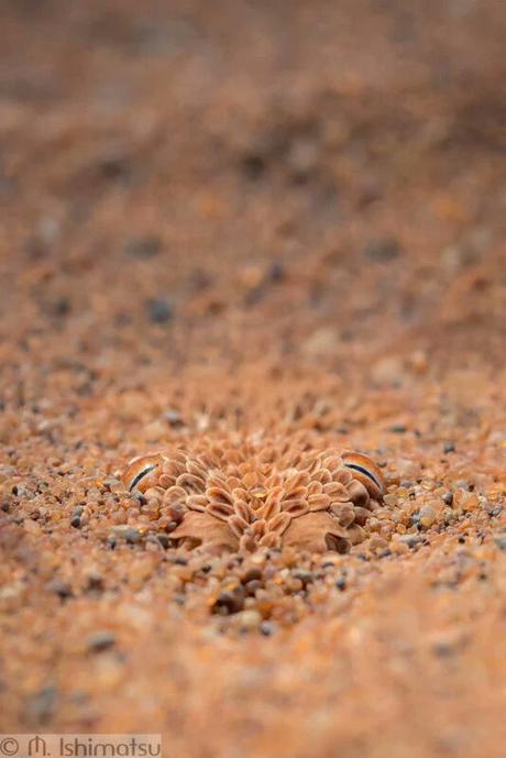 L'incroyable cliché par Marisa Ai Ishimatsu d'une vipère du désert de Namibie Bitis peringueyi 