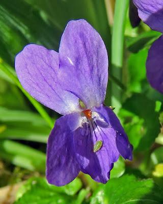 Violette odorante (Viola odorata)