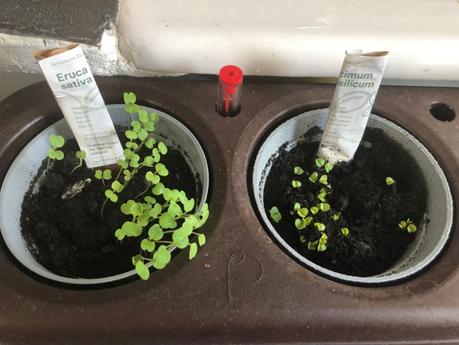 Avec THE URBAN PERMACULTURE le jardin s’invite chez les citadins