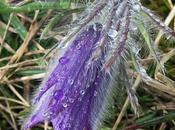 Anémone pulsatille (Anemone pulsatilla)