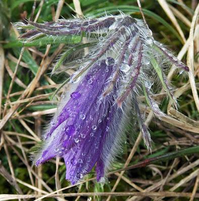 Anémone pulsatille (Anemone pulsatilla)
