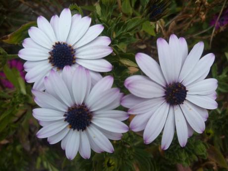 jardin,jardinage,fleurs,plantes,pots,terreau,printemps,photos,images