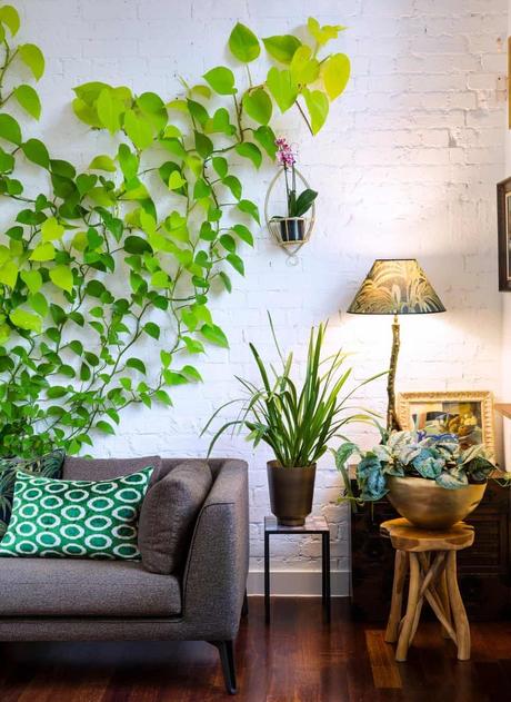 salon scandinave vegetal canape gris mur brique blanche plante verte grimpante