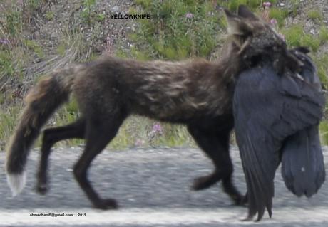 800_ DE MARSEILLE À TUKTOYAKTUK