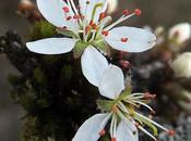 Prunellier, épine noire (Prunus spinosa)