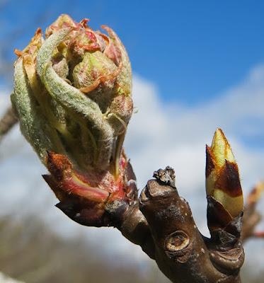 Alisier blanc (Sorbus aria)