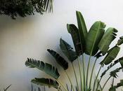 mystère feuilles marron palmier causes, astuces entretien pour jardin luxuriant