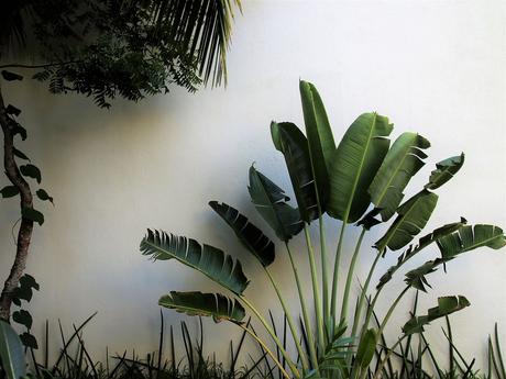 Les palmiers sont une plante exotique très décorative qui fait le bonheur des jardiniers. Cependant, lorsque les feuilles des palmiers se brunissent ou jaunissent, cela peut être inquiétant et signifier qu'une intervention est nécessaire pour assurer sa santé.
