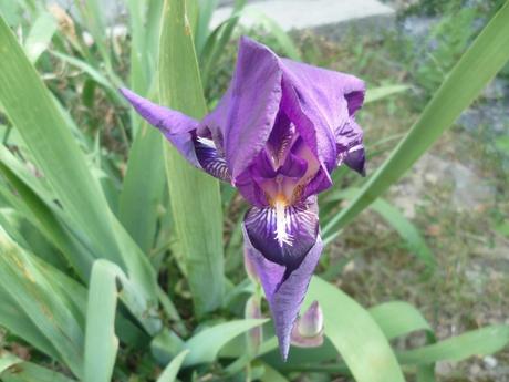 jardin,plantes,fleurs,jardinage,saison,travail