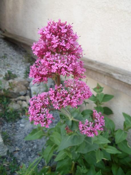 jardin,plantes,fleurs,jardinage,saison,travail