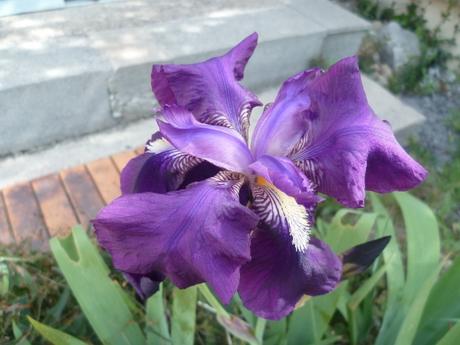 jardin,plantes,fleurs,jardinage,saison,travail