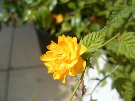 jardin,plantes,fleurs,jardinage,saison,travail