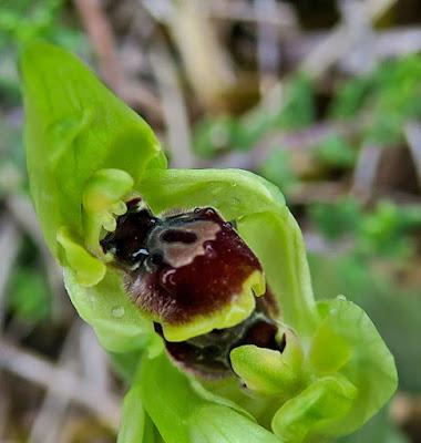 Ophrys litigieux (Ophrys virescens)