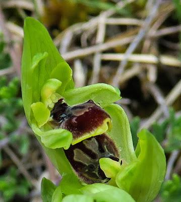 Ophrys litigieux (Ophrys virescens)