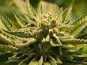 Hauts-de-France: cannabis découverts