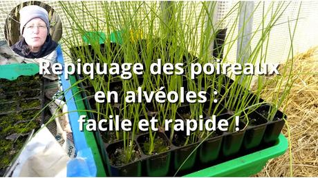 Les poireaux en motte, faciles à faire pousser et à repiquer (vidéo)