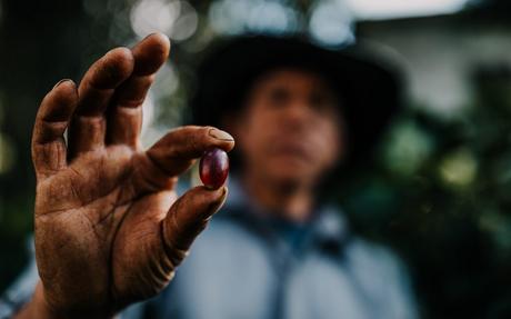 Comment la technologie a-t-elle contribué à démocratiser le commerce du café vert ? Un caféiculteur tient une cerise de café rouge mûre.
