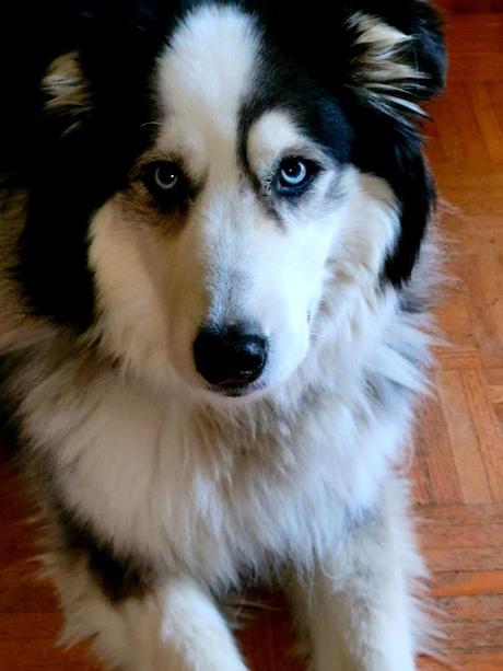 Soupe au chou et haché végétal pour jour de pluie Soupe au chou et haché végétal pour jour de pluie