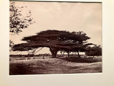 Musée du quai Branly – « Ouvrir l’album du monde » (photographies 1842-1911)
