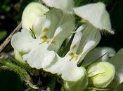Lamier blanc (Lamium album)