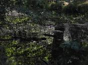 Oiseaux rivières, dans livre Marielle Macé, "Une pluie d'oiseaux" (éd. José Corti)