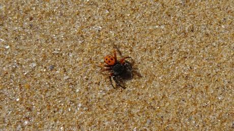 Une araignée à pois sur le sable
