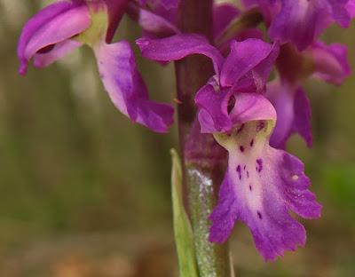 Orchis mâle (Orchis mascula)