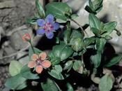 mouron champs d'avril