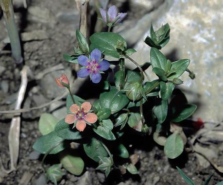 Anagallis_arvensis_f_azurea_eF