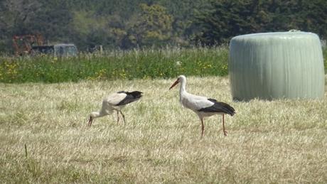 Le champ des oiseaux