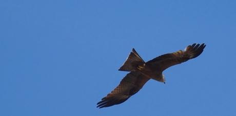 Le champ des oiseaux Le champ des oiseaux