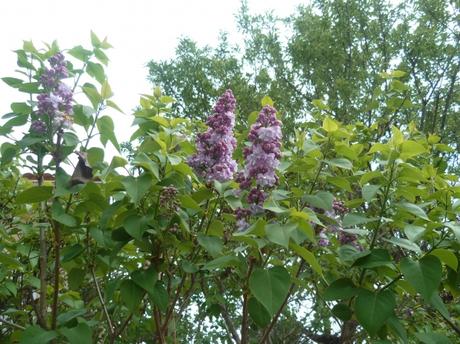 jardin,jardinage,fleurs,plantes,arbustes,bouquets