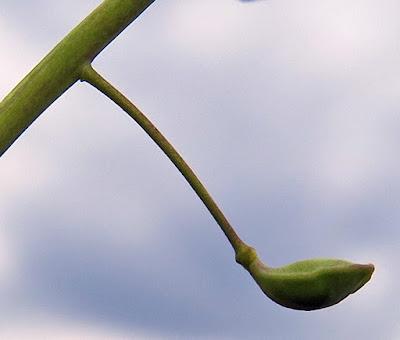 Tabouret à odeur d'ail (Thlaspi alliaceum)
