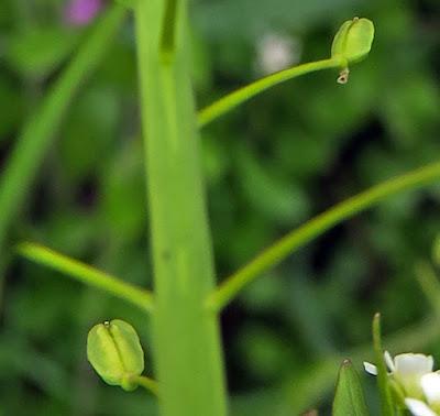 Tabouret à odeur d'ail (Thlaspi alliaceum)