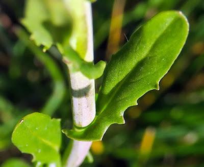 Tabouret à odeur d'ail (Thlaspi alliaceum)